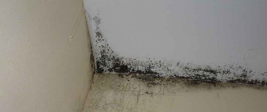 Featured image for “Purificadores de Aire con Tecnología Anti-Moho: Prevención en Espacios Húmedos”